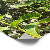 Monarch Butterfly Photo Poster (Hoek)