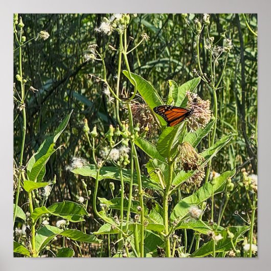 Monarch Butterfly Photo Poster (Voorkant)