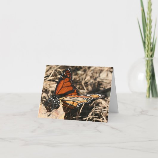 Monarch Butterfly Posing Nature Photography Note Kaart (Voorkant)