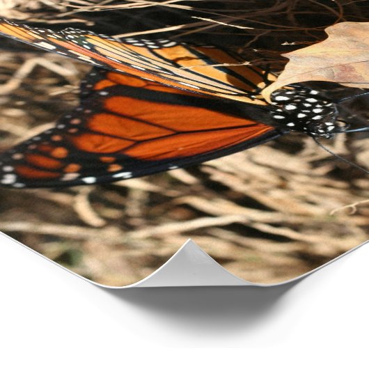 Monarch Butterfly Posing Natuur Abstract Poster (Hoek)