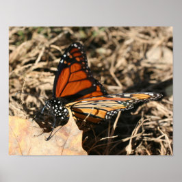 Monarch Butterfly Posing Natuur Poster
