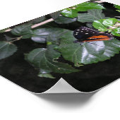 Monarch Butterfly Poster (Hoek)