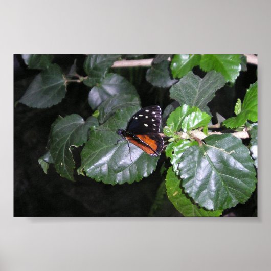 Monarch Butterfly Poster (Voorkant)