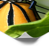 Monarch Butterfly Poster (Hoek)