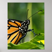 Monarch Butterfly Poster (Voorkant)
