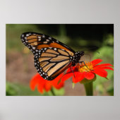 Monarch Butterfly Poster (Voorkant)