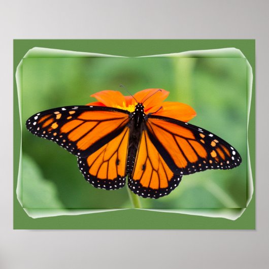 Monarch Butterfly Poster (Voorkant)