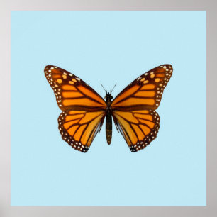 Monarch Butterfly Poster