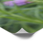 Monarch Butterfly Poster (Hoek)