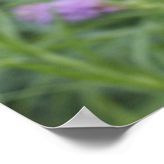 Monarch Butterfly Poster (Hoek)