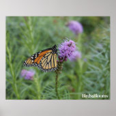Monarch Butterfly Poster (Voorkant)