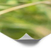 Monarch Butterfly Poster (Hoek)