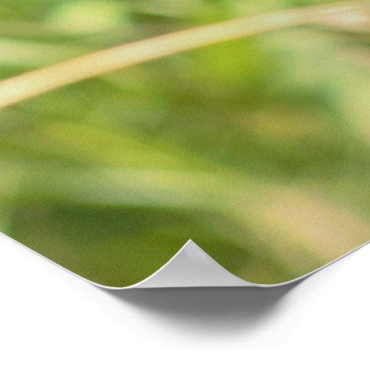 Monarch Butterfly Poster (Hoek)