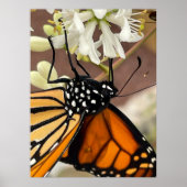 Monarch Butterfly Poster (Voorkant)