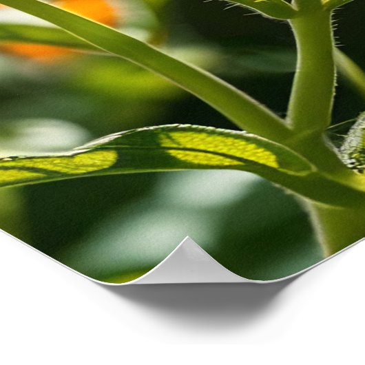 Monarch Butterfly Poster (Hoek)