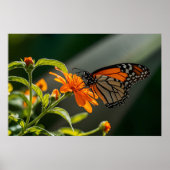 Monarch Butterfly Poster (Voorkant)