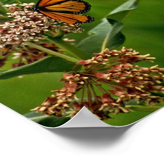 Monarch Butterfly Poster (Hoek)