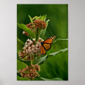Monarch Butterfly Poster (Voorkant)