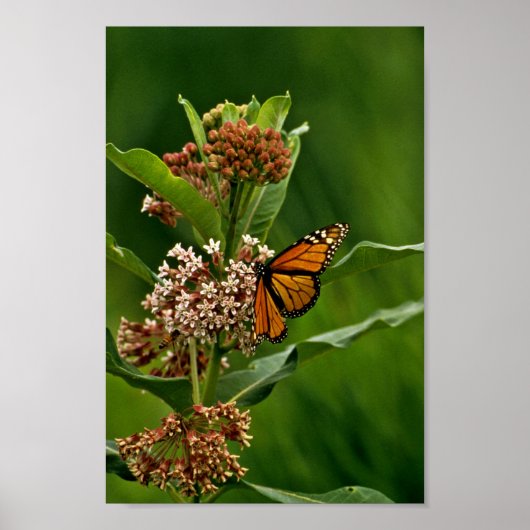 Monarch Butterfly Poster (Voorkant)