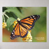 Monarch Butterfly Poster (Voorkant)