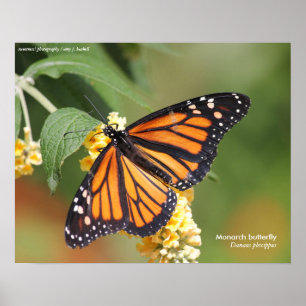 Monarch Butterfly Poster