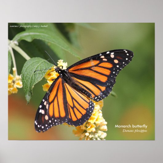 Monarch Butterfly Poster (Voorkant)