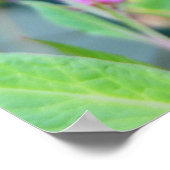 Monarch Butterfly Poster (Hoek)
