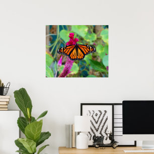 Monarch Butterfly Poster