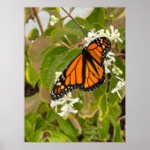 Monarch Butterfly Poster (Voorkant)