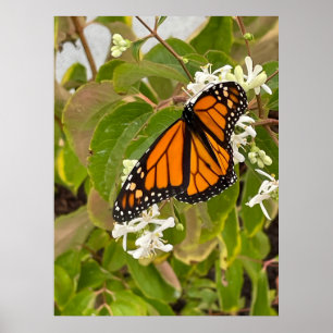 Monarch Butterfly Poster