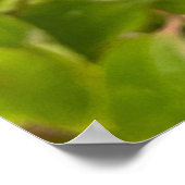 Monarch Butterfly Poster (Hoek)