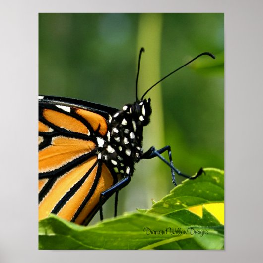 Monarch Butterfly Poster (Voorkant)