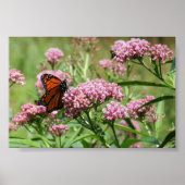Monarch Butterfly poster (Voorkant)