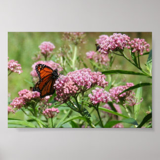 Monarch Butterfly poster