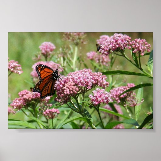 Monarch Butterfly poster (Voorkant)