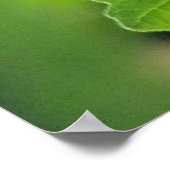 Monarch Butterfly Poster (Hoek)