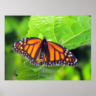 Monarch Butterfly Poster