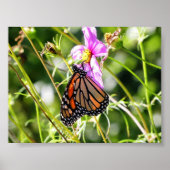 Monarch Butterfly Poster (Voorkant)