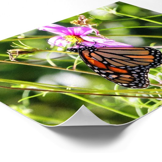 Monarch Butterfly Poster (Hoek)