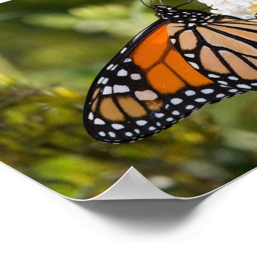 Monarch Butterfly Poster (Hoek)