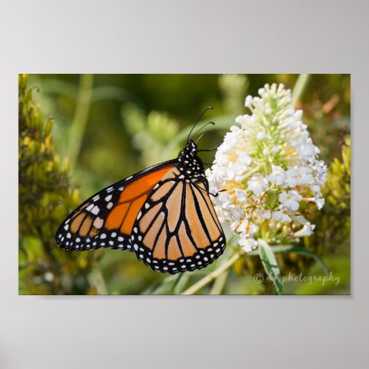 Monarch Butterfly Poster (Voorkant)