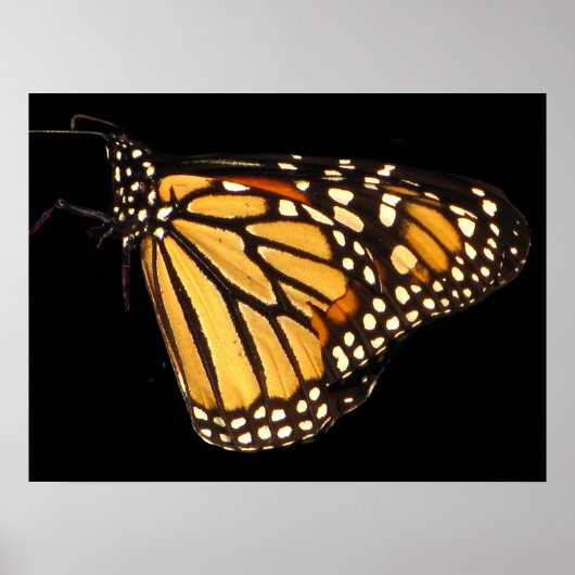 Monarch Butterfly Poster (Voorkant)