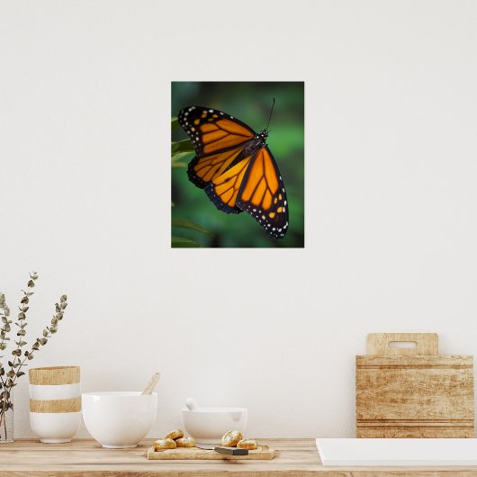 Monarch Butterfly Poster (Keuken)