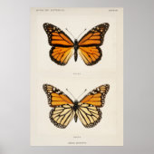Monarch Butterfly Poster (Voorkant)