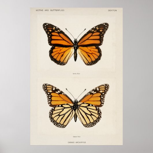 Monarch Butterfly Poster (Voorkant)