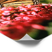 Monarch Butterfly poster (Hoek)