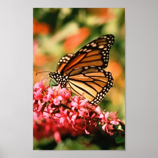 Monarch Butterfly poster (Voorkant)