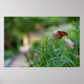 Monarch Butterfly Poster (Voorkant)
