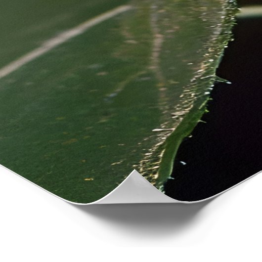 Monarch Butterfly Poster (Hoek)