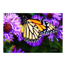 Monarch Butterfly, Poster van esters
